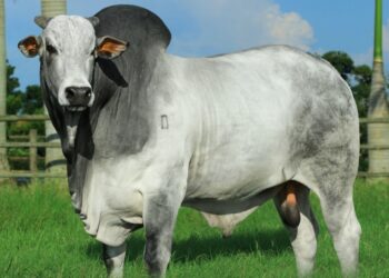 Com 2º maior rebanho do Nordeste, Maranhão é primeiro Estado a assinar acordo do +Pecuária Brasil com a CONAFER