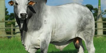 Com 2º maior rebanho do Nordeste, Maranhão é primeiro Estado a assinar acordo do +Pecuária Brasil com a CONAFER