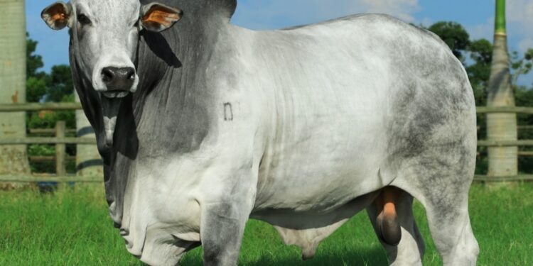 Com 2º maior rebanho do Nordeste, Maranhão é primeiro Estado a assinar acordo do +Pecuária Brasil com a CONAFER