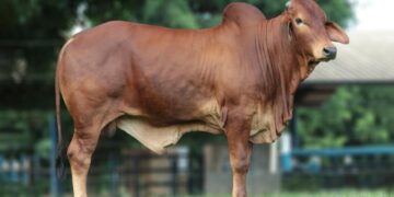 Mais um ACT fechado: Roraima prepara-se para receber o +Pecuária Brasil