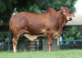 Mais um ACT fechado: Roraima prepara-se para receber o +Pecuária Brasil