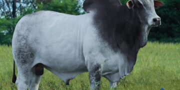 A melhor genética do campo chega ao agreste: +Pecuária Brasil no Alagoas