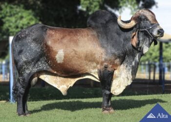 +Pecuária Brasil chega a um dos maiores rebanhos do país: CONAFER assina acordo com Mato Grosso do Sul