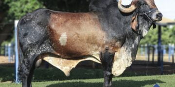 +Pecuária Brasil chega a um dos maiores rebanhos do país: CONAFER assina acordo com Mato Grosso do Sul