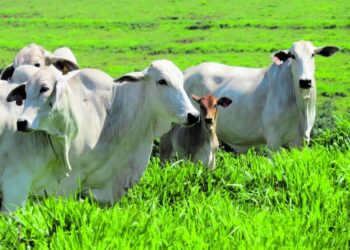 Estados agora reconhecidos mundialmente como áreas livres de aftosa negociam acordo com +Pecuária Brasil