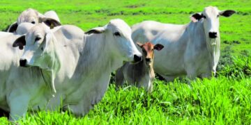 Estados agora reconhecidos mundialmente como áreas livres de aftosa negociam acordo com +Pecuária Brasil