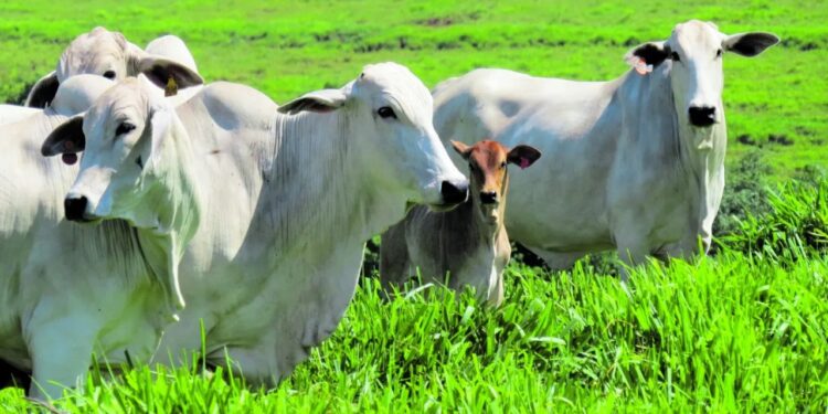 Estados agora reconhecidos mundialmente como áreas livres de aftosa negociam acordo com +Pecuária Brasil