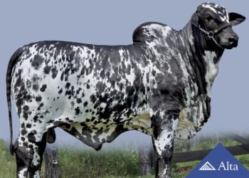 Secretária do Maranhão percorreu regiões da agropecuária leiteira e de corte para levar o +Pecuária Brasil