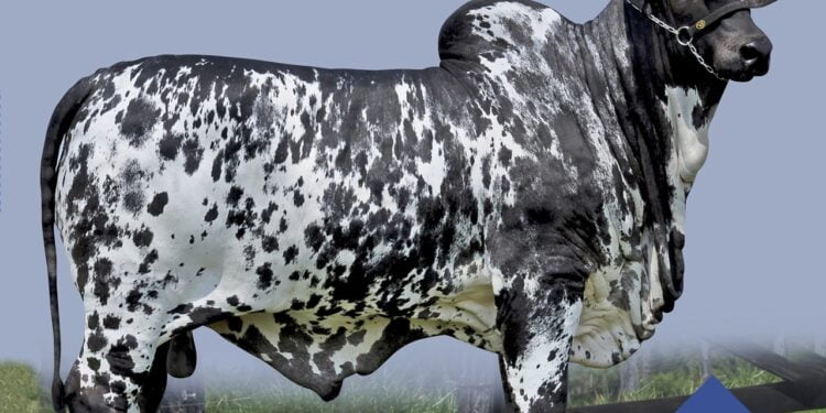 Secretária do Maranhão percorreu regiões da agropecuária leiteira e de corte para levar o +Pecuária Brasil