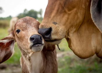 +PECUÁRIA BRASIL NO TOCANTINS: Estado mais novo da nação celebra o nascimento do programa inédito de melhoramento genético