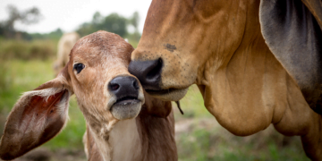 +PECUÁRIA BRASIL NO TOCANTINS: Estado mais novo da nação celebra o nascimento do programa inédito de melhoramento genético