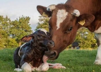 +PECUÁRIA BRASIL NO MATO GROSSO DO SUL: evento online selou acordo para o lançamento do programa no Estado
