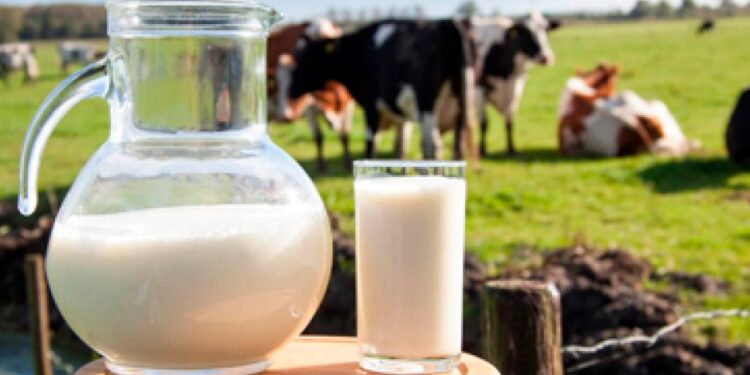 Como obter uma criação de gado de leite mais produtiva e rentável