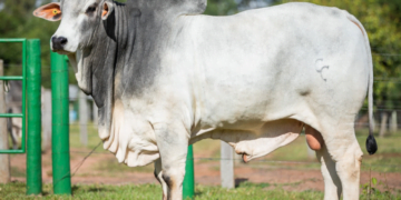 Treinadores vão a campo em Roraima, Maranhão e Tocantins preparar as primeiras inseminações