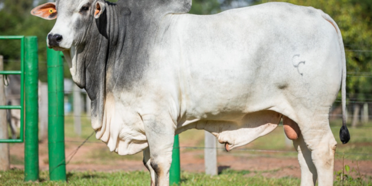 Treinadores vão a campo em Roraima, Maranhão e Tocantins preparar as primeiras inseminações