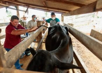 Governo do Amazonas capacita técnicos para acompanhar a execução do maior programa de melhoramento genético do país