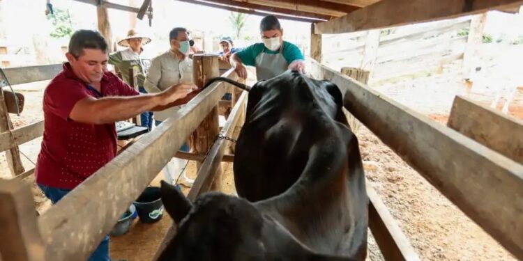 Governo do Amazonas capacita técnicos para acompanhar a execução do maior programa de melhoramento genético do país