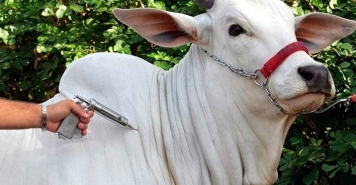 Alteradas as etapas de vacinação contra febre aftosa em 10 estados para 2022