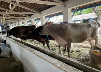 Tecnologia da Embrapa para monitoramento da produção leiteira eleva assertividade do sistema IATF