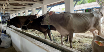 Tecnologia da Embrapa para monitoramento da produção leiteira eleva assertividade do sistema IATF