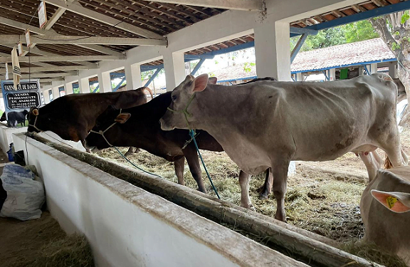 Tecnologia da Embrapa para monitoramento da produção leiteira eleva assertividade do sistema IATF