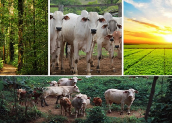 Sistema lavoura-pecuária-floresta (ILPF) aliado ao melhoramento genético impulsionam agropecuária de baixo carbono
