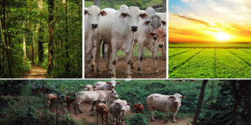 Sistema lavoura-pecuária-floresta (ILPF) aliado ao melhoramento genético impulsionam agropecuária de baixo carbono