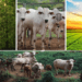 Sistema lavoura-pecuária-floresta (ILPF) aliado ao melhoramento genético impulsionam agropecuária de baixo carbono