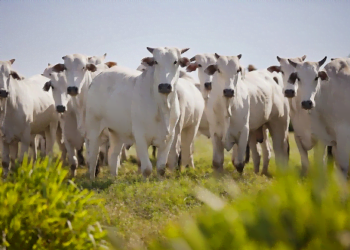 A partir de novembro, 6 estados e o DF terão suspensas vacinação contra aftosa como parte da ampliação de áreas livres da doença
