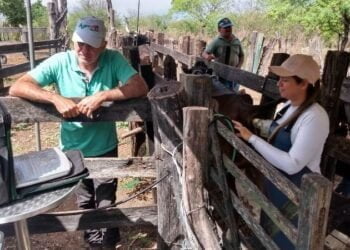 Diagnóstico gestacional em bovinos: Secretaria de Agricultura de Patos confere êxito de 80% das fêmeas inseminadas