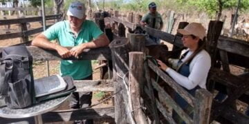 Diagnóstico gestacional em bovinos: Secretaria de Agricultura de Patos confere êxito de 80% das fêmeas inseminadas