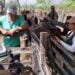 Diagnóstico gestacional em bovinos: Secretaria de Agricultura de Patos confere êxito de 80% das fêmeas inseminadas