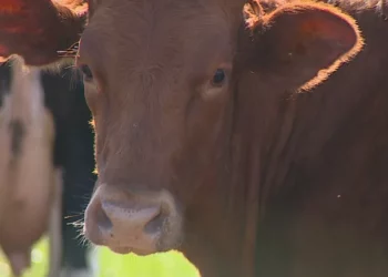 Programa de melhoramento genético tem aproveitamento de mais de 40% em Uberaba; saiba como participar