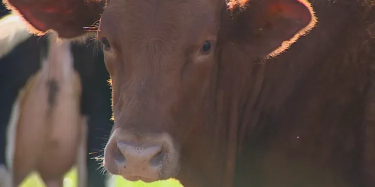 Programa de melhoramento genético tem aproveitamento de mais de 40% em Uberaba; saiba como participar