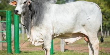 Lançamento online celebrou a adesão de 46 novas cidades que se somam a mais de 1,6 mil em todo o país