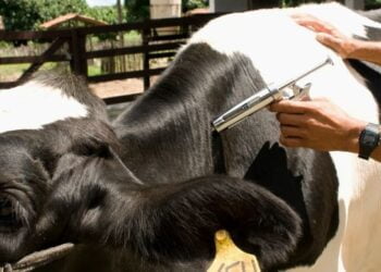 2ª etapa da vacinação da aftosa tem início amanhã; previsão é vacinar 161 milhões de bovinos e bubalinos