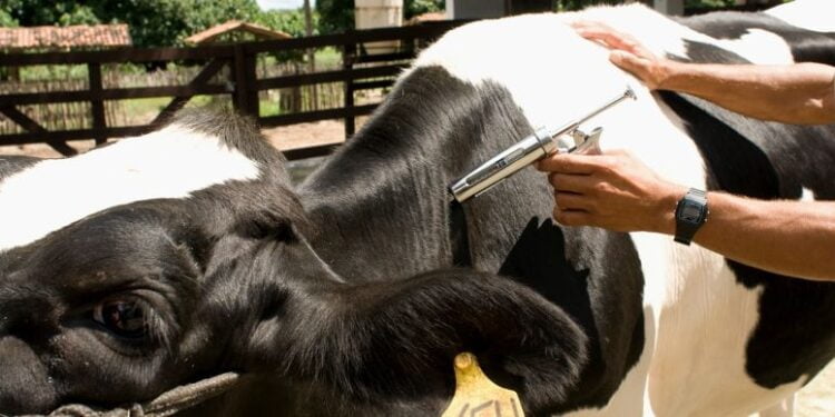 2ª etapa da vacinação da aftosa tem início amanhã; previsão é vacinar 161 milhões de bovinos e bubalinos