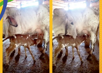 Na mineira Raul Soares, nascem os primeiros bezerros do maior programa de melhoramento genético do país