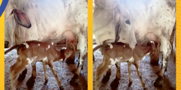 Na mineira Raul Soares, nascem os primeiros bezerros do maior programa de melhoramento genético do país