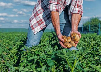 VBP 2022: valor bruto da produção do país atinge R$ 1,179 trilhão; segmento agrofamiliar tem participação de mais de 400 bilhões