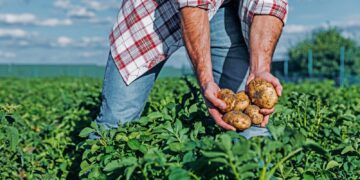 VBP 2022: valor bruto da produção do país atinge R$ 1,179 trilhão; segmento agrofamiliar tem participação de mais de 400 bilhões