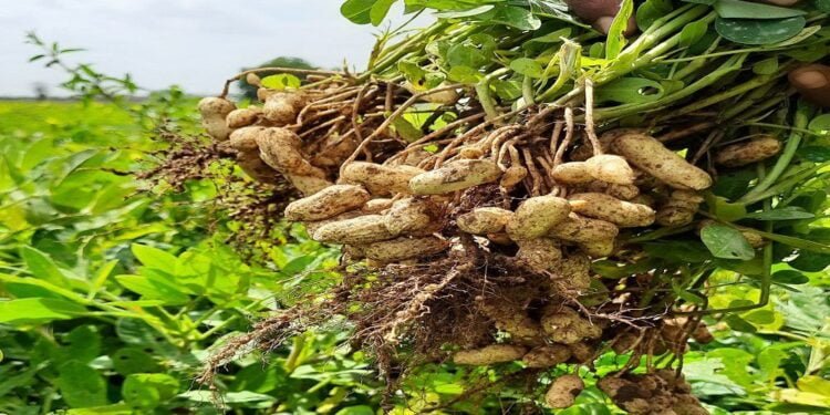 Cultivo de amendoim forrageiro é excelente alternativa para nutrição de bovinos