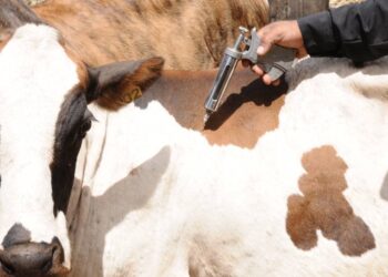 vacinação contra aftosa é prorrogada; meta é imunizar 161 milhões de animais