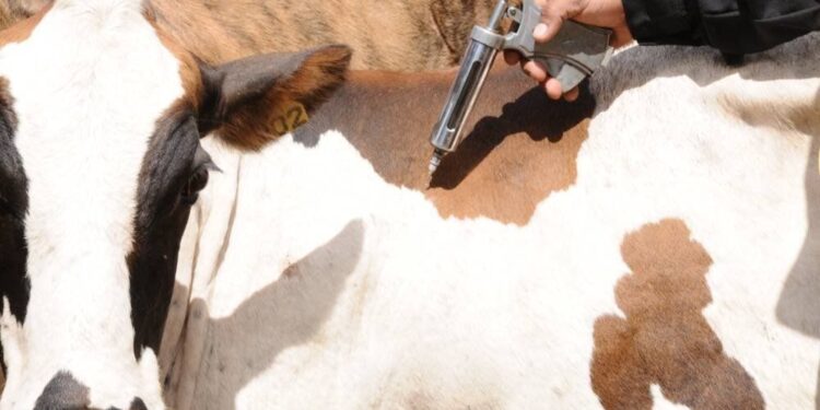 vacinação contra aftosa é prorrogada; meta é imunizar 161 milhões de animais