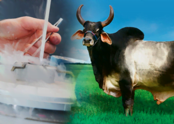 1º lançamento online do ano celebra mais 21 adesões aos 2,5 mil municípios alcançados pela revolução genética