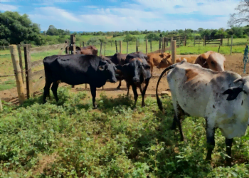 +PECUÁRIA DF: 80 propriedades estão selecionadas; inseminações começaram em Barra Alta, Núcleo Tabatinga