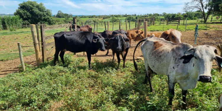 +PECUÁRIA DF: 80 propriedades estão selecionadas; inseminações começaram em Barra Alta, Núcleo Tabatinga