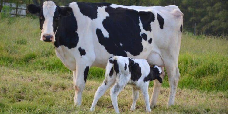 Estudo Da Embrapa Mostra Baixa Emissão De Carbono Na Pecuária Leiteira