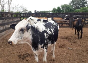 Em Lançamento Online, Mais 27 Cidades De 11 Estados Aderem Ao Maior Programa Genético Do País