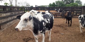 Em Lançamento Online, Mais 27 Cidades De 11 Estados Aderem Ao Maior Programa Genético Do País